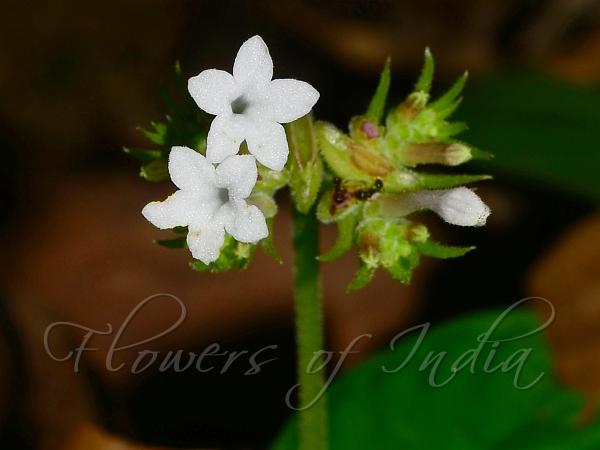 Fascicled-Flower Snake-Root